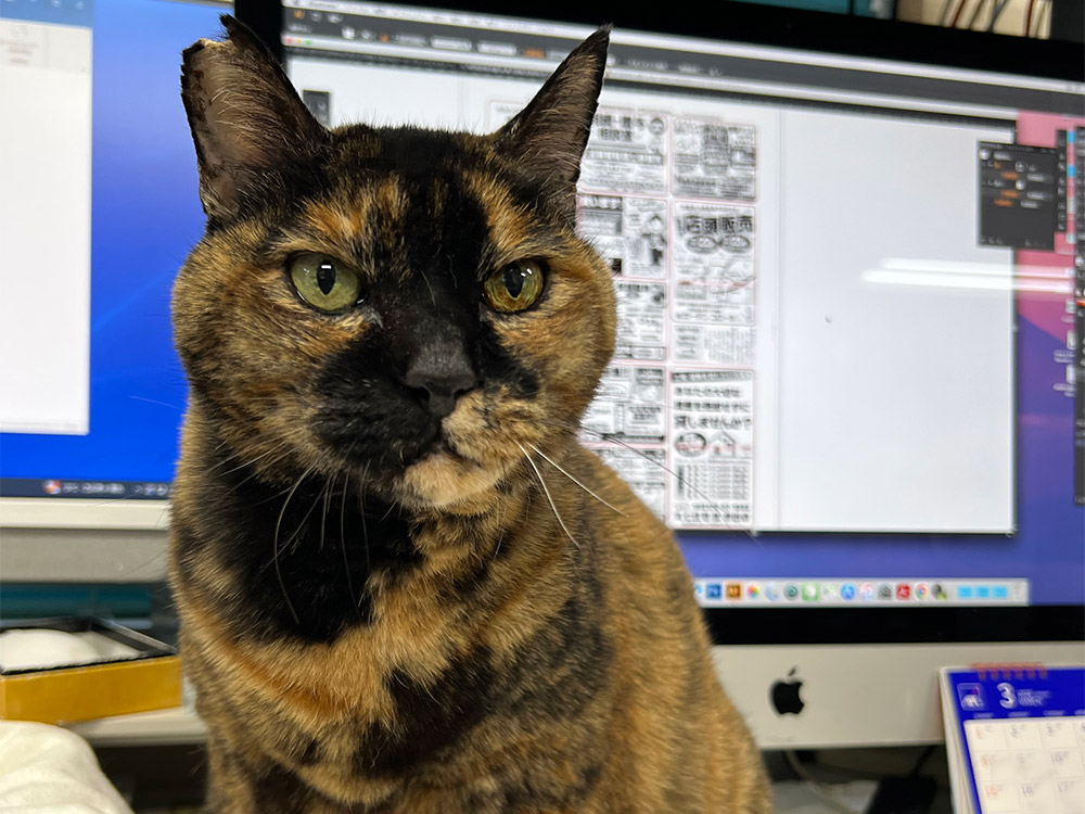 有限会社 ニュースガイド社 猫社員きな様